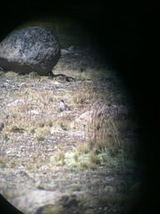 Phegornis mitchellii