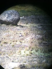 Phegornis mitchellii