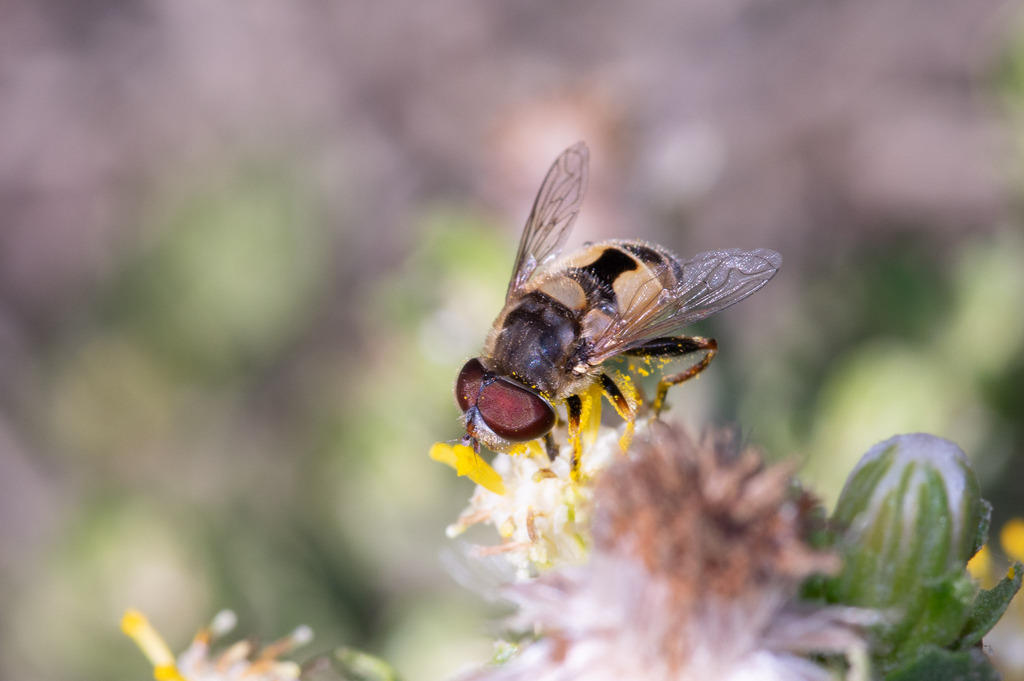 Palpada nigripes