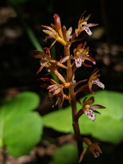Corallorhiza maculata maculata