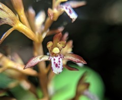 Corallorhiza maculata maculata