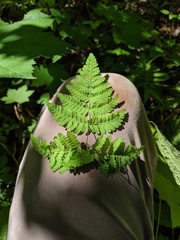 Gymnocarpium × intermedium