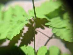 Gymnocarpium × intermedium