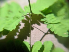 Gymnocarpium × intermedium