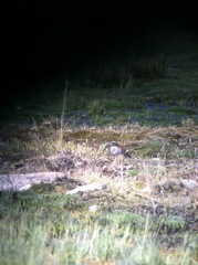 Phegornis mitchellii