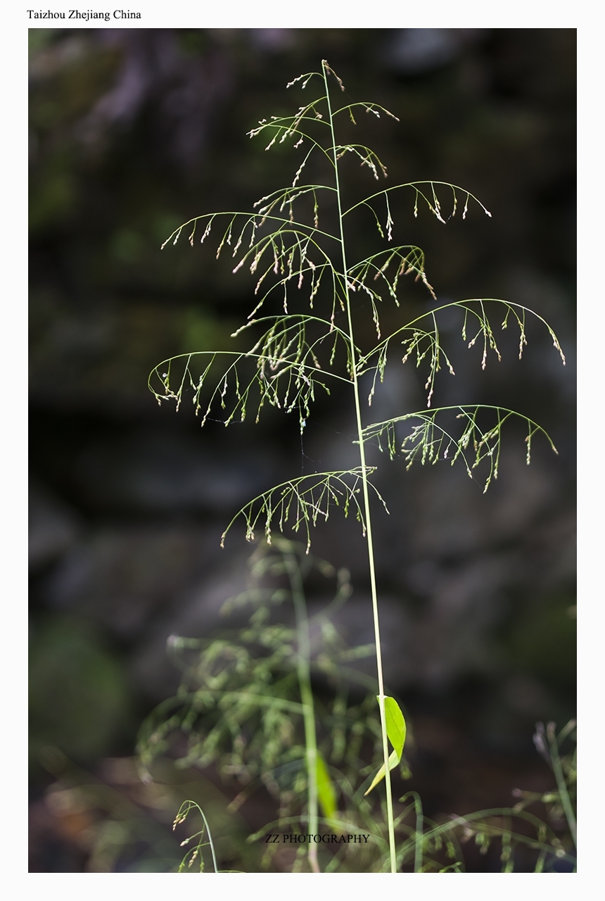 Panicum bisulcatum