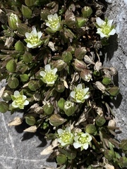 Sabulina macrantha