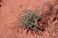 Peteria thompsoniae