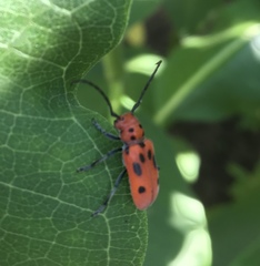 Tetraopes tetrophthalmus