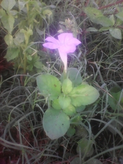 Ruellia intermedia