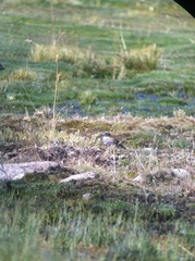 Phegornis mitchellii