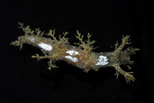 Branched Dendronotid