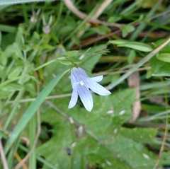 Campanula californica