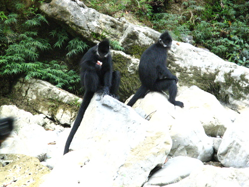 François' Lutung
