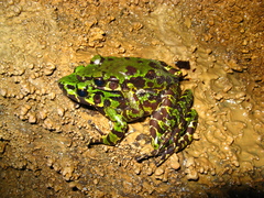 Wuchuan Frog photo 4