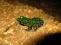 Wuchuan Frog photo 5