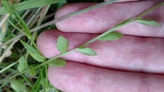 Campanula californica