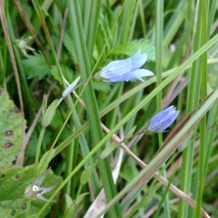 Campanula californica