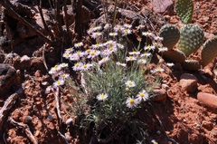 Erigeron utahensis