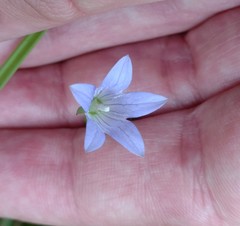 Campanula californica