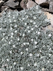 Artemisia constricta