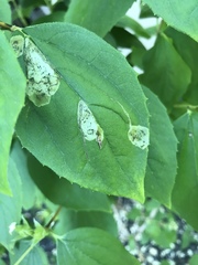 Liriomyza philadelphivora