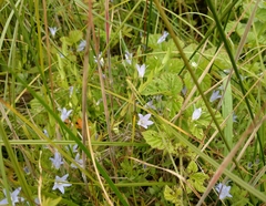 Campanula californica