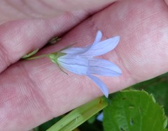 Campanula californica