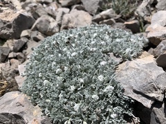 Artemisia constricta
