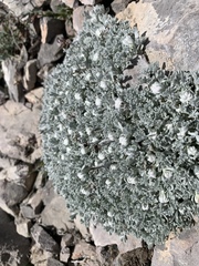 Artemisia constricta