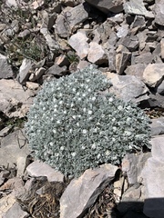 Artemisia constricta