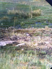 Phegornis mitchellii