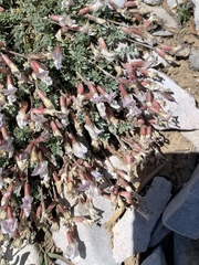 Astragalus calycosus calycosus