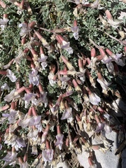 Astragalus calycosus calycosus