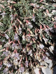 Astragalus calycosus calycosus