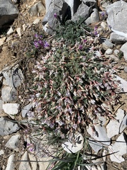 Astragalus calycosus calycosus
