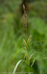 Carex utriculata