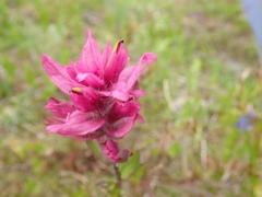 Castilleja parviflora olympica