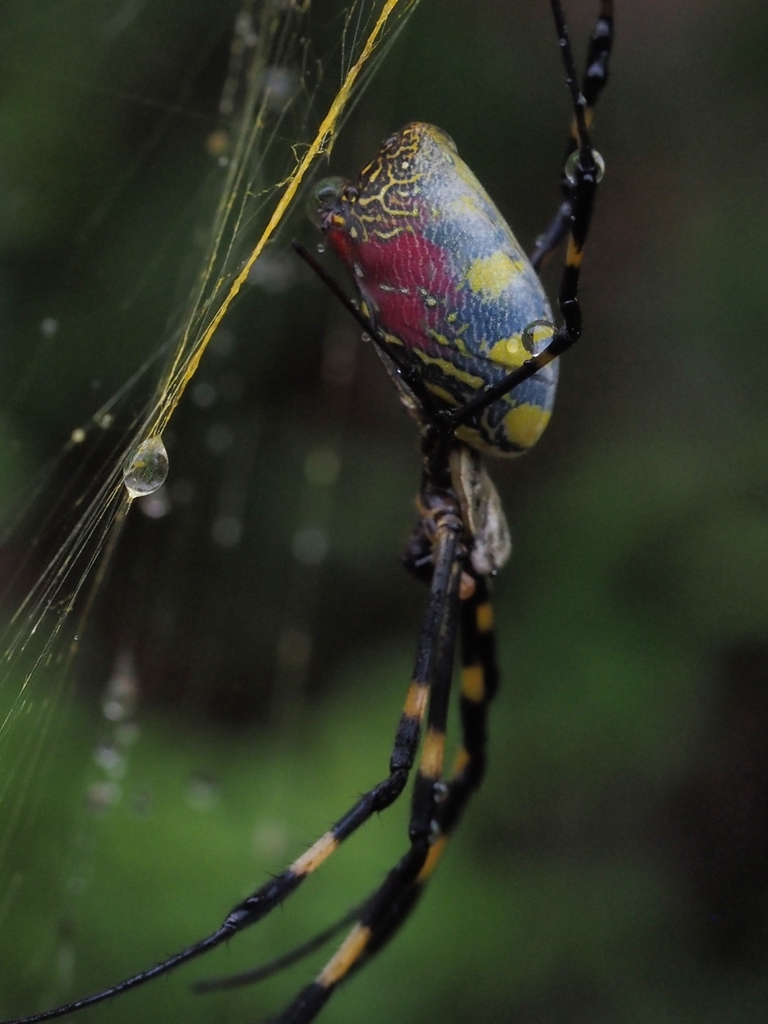 Joro Spider in November 2024 by Erin · iNaturalist