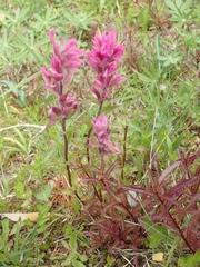 Castilleja parviflora olympica