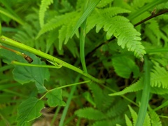 Rubus canadensis