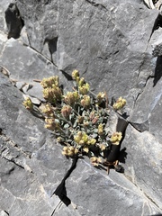 Physaria hitchcockii