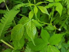 Rubus canadensis