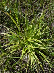 Carex ormostachya