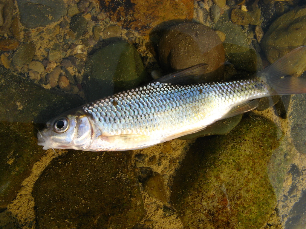 Yunnan barb (Acrossocheilus yunnanensis) — Cyprinidae