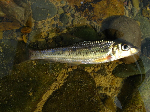 Coin gudgeon (Belligobio nummifer) — Cyprinidae — 3