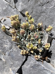 Physaria hitchcockii