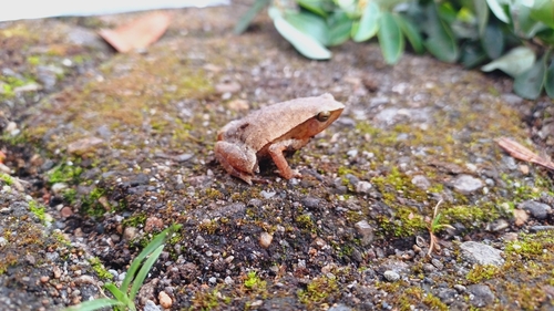 Kalophrynus pleurostigma