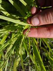 Carex ormostachya