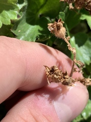 Telesonix heucheriformis